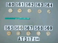 藏品(芋螺貝)的圖片